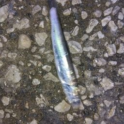 カタクチイワシ