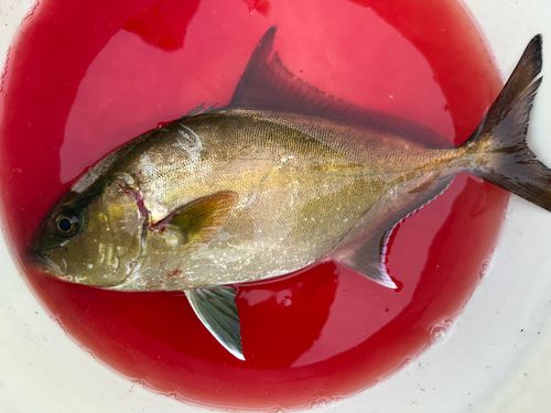 ヒレナガカンパチの釣果