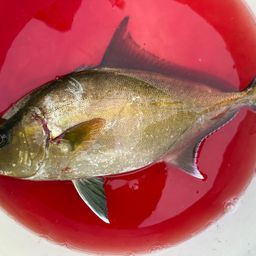 ヒレナガカンパチ