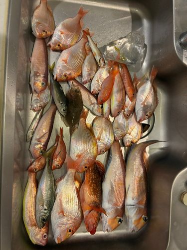 アカアマダイの釣果