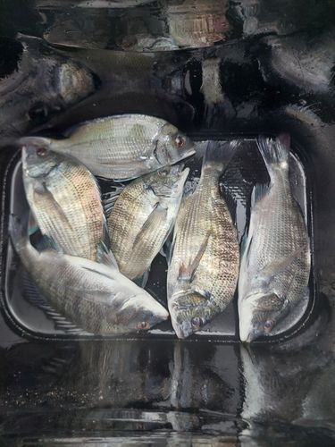 チヌの釣果