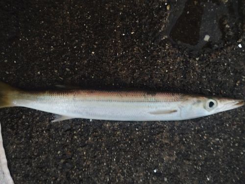 アカカマスの釣果