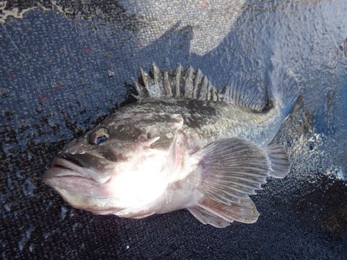 クロソイの釣果