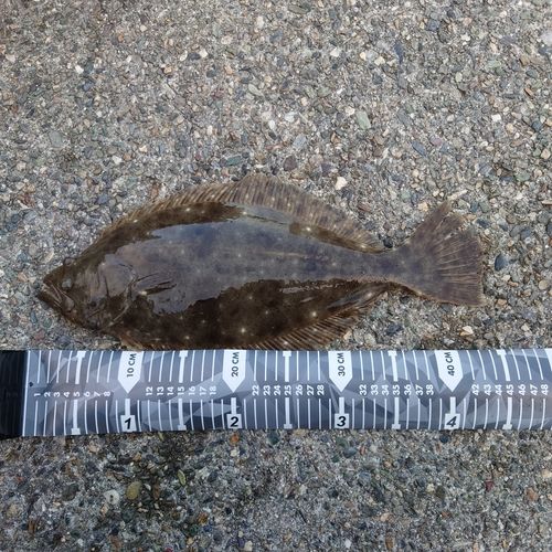 ヒラメの釣果