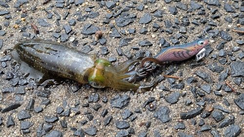 アオリイカの釣果