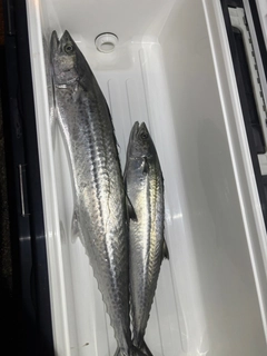 サワラの釣果
