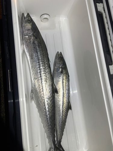 サワラの釣果
