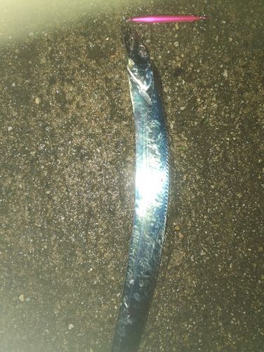 タチウオの釣果