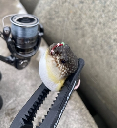 フグの釣果