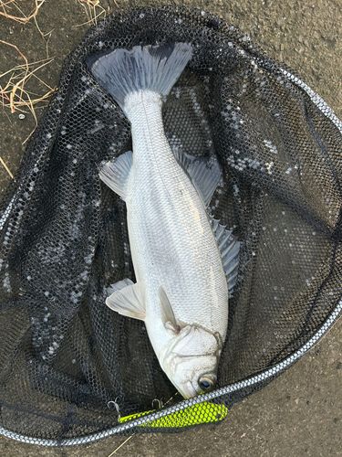 ヒラスズキの釣果