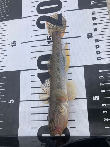 相馬港釣り桟橋