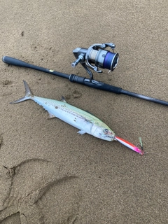 サゴシの釣果