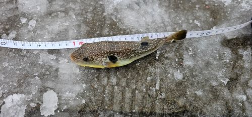 クサフグの釣果