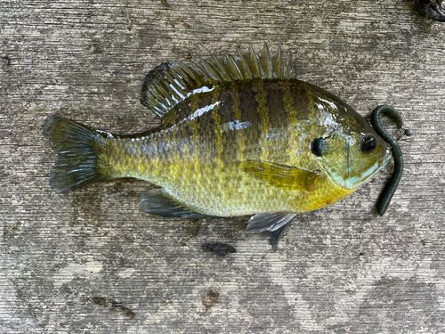 ブルーギルの釣果