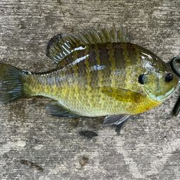 ブルーギル