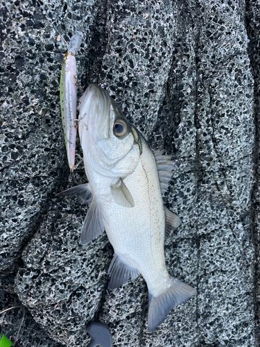 ヒラスズキの釣果