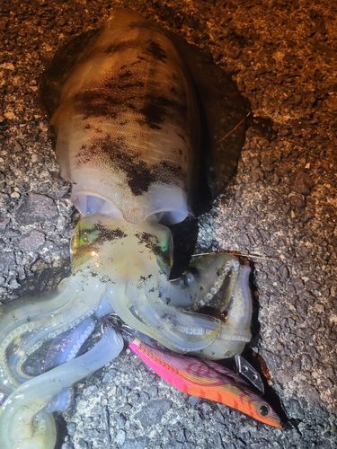 アオリイカの釣果