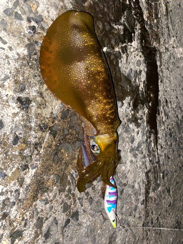 アオリイカの釣果