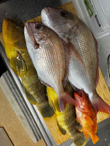 マダイの釣果