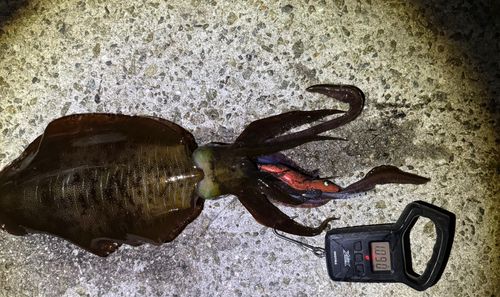 アオリイカの釣果