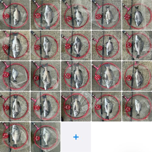 クロダイの釣果