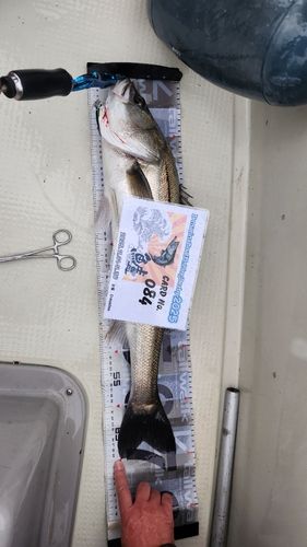 京浜運河（川崎）