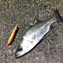 セイゴ（ヒラスズキ）