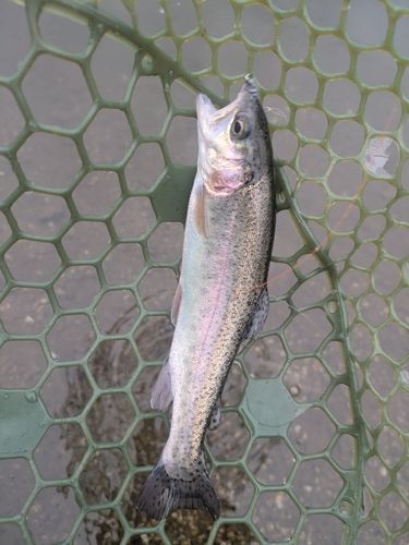 ニジマスの釣果