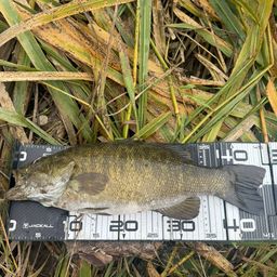 スモールマウスバス