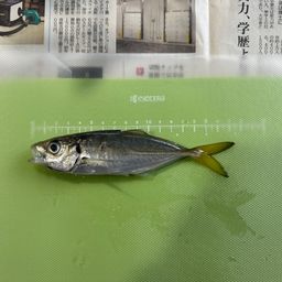 アジ