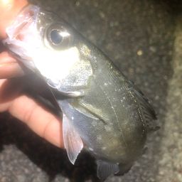 セイゴ（ヒラスズキ）