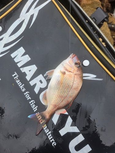 チャリコの釣果