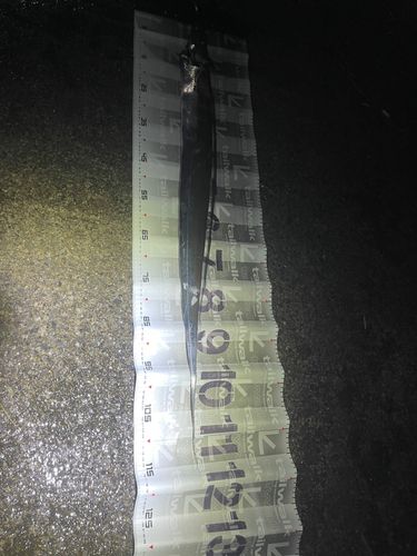 東京湾（アクアライン〜富津）