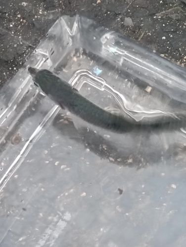 若洲海浜公園海釣り施設