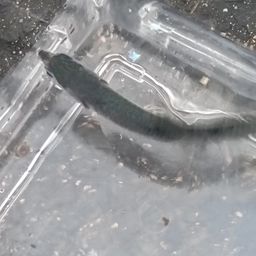 カタクチイワシ