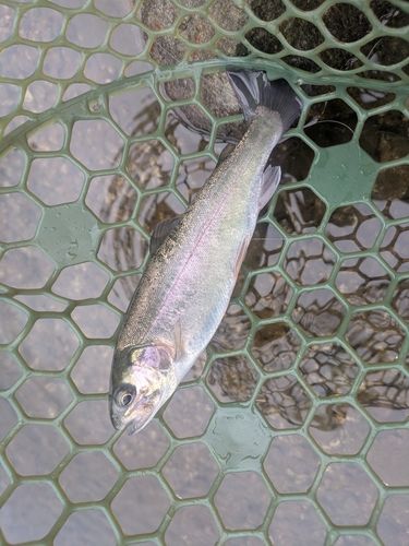 ニジマスの釣果