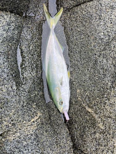 ヤズの釣果