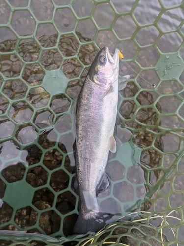 ニジマスの釣果