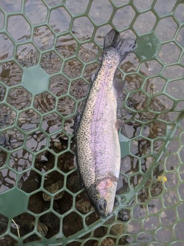 ニジマスの釣果