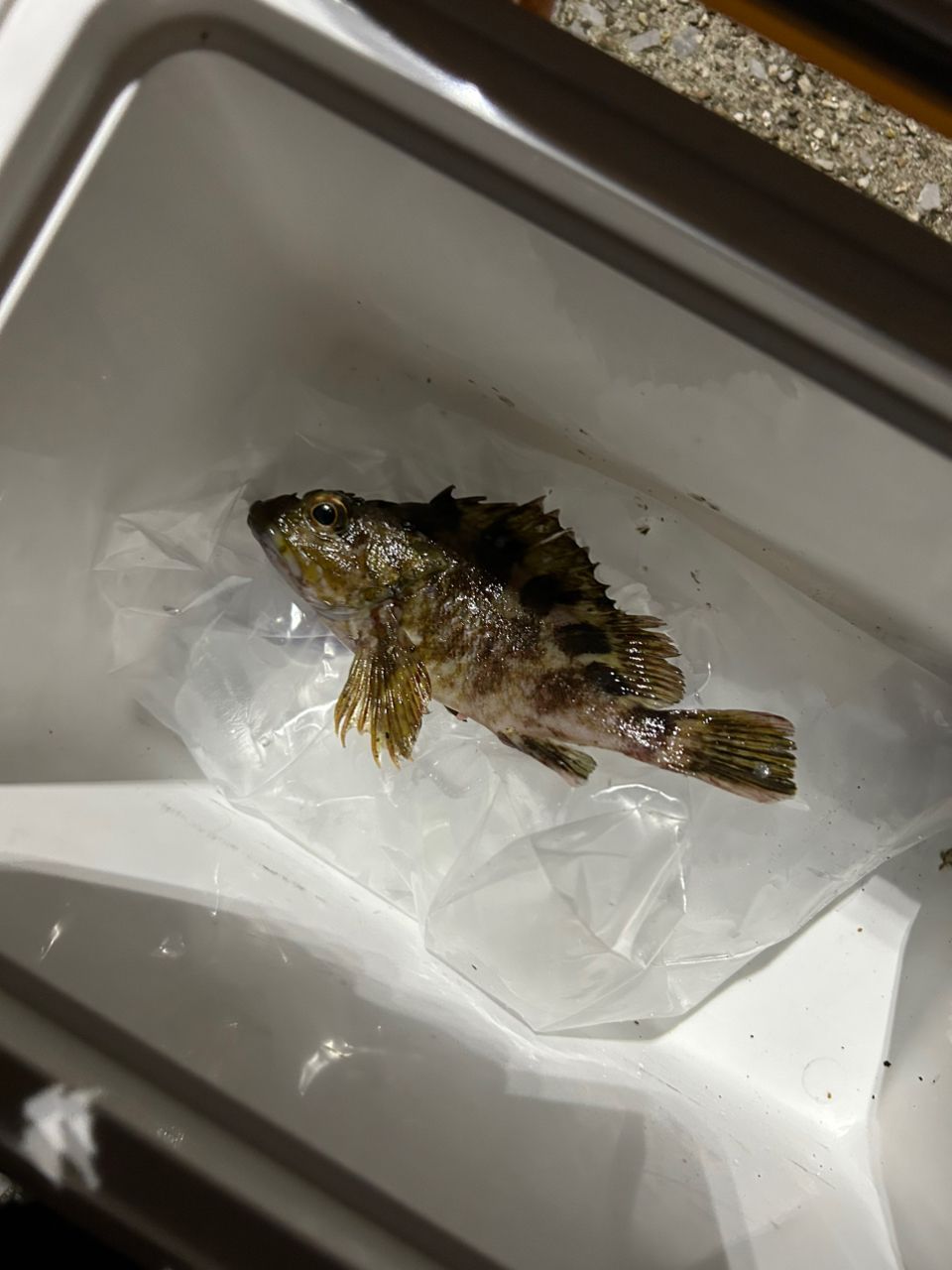 タケノコメバル