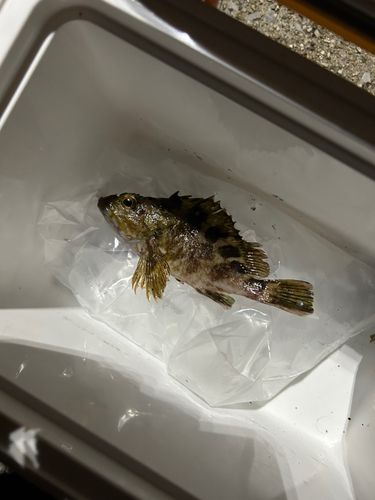 タケノコメバルの釣果