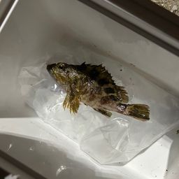 タケノコメバル