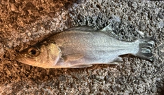 セイゴ（ヒラスズキ）の釣果