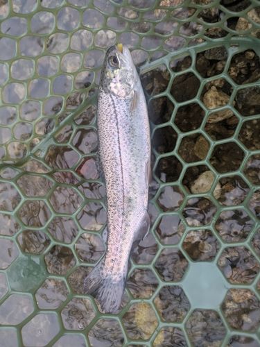 ニジマスの釣果