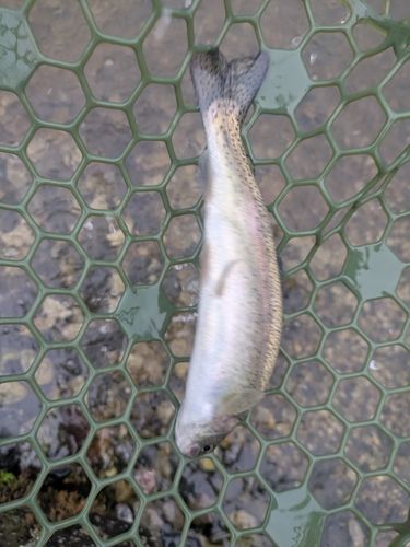 ニジマスの釣果