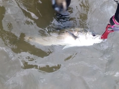 スズキの釣果