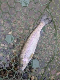 ニジマスの釣果