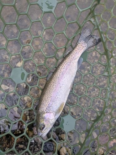 ニジマスの釣果