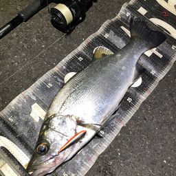 セイゴ（ヒラスズキ）