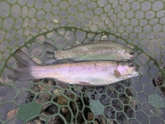 ニジマスの釣果